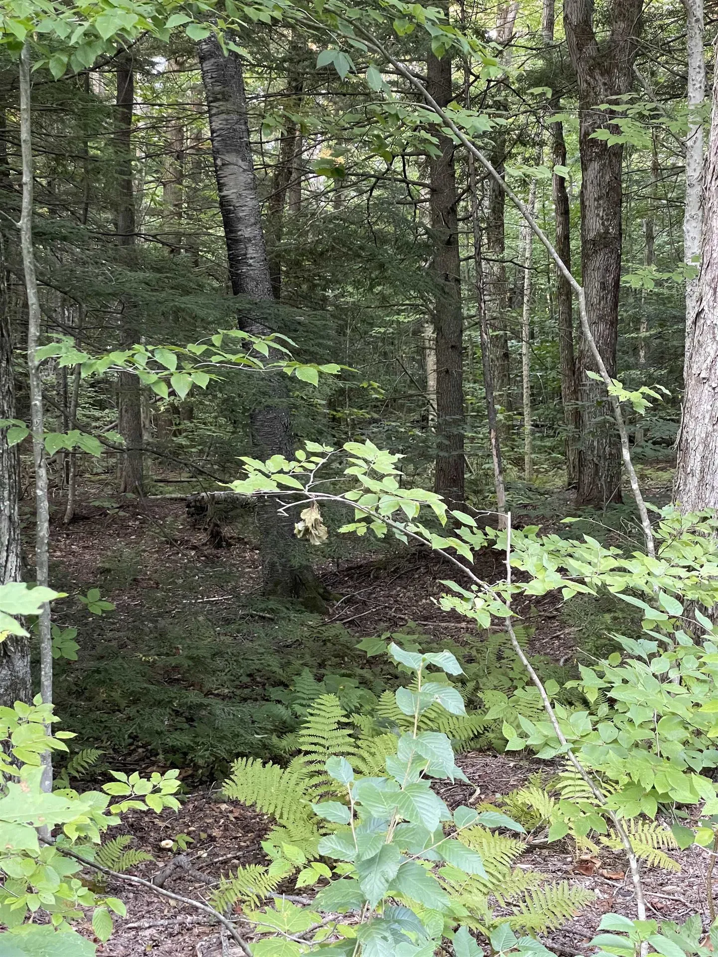Lot 59 Edie Lane Jamaica VT 05343