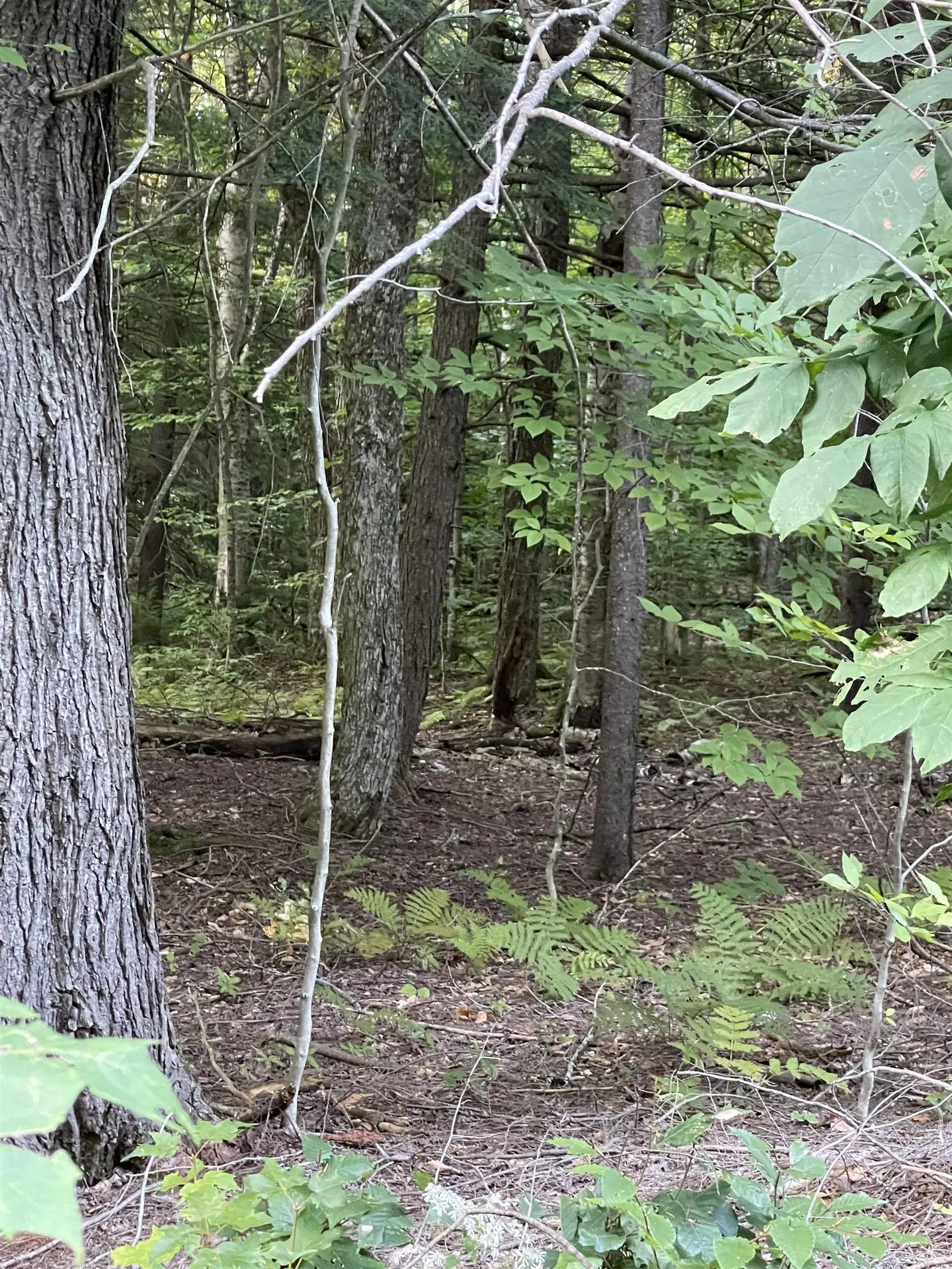 Lot 59 Edie Lane Jamaica VT 05343