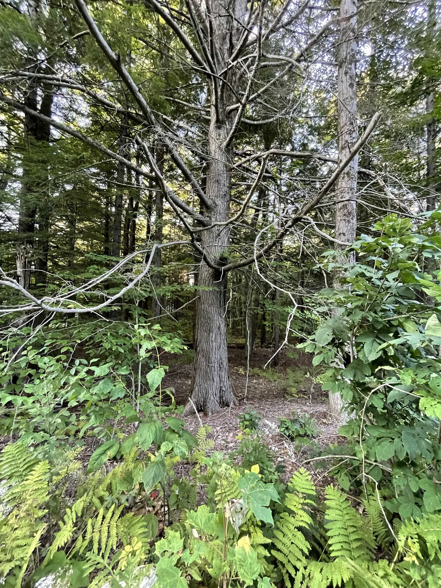 Lot 59 Edie Lane Jamaica VT 05343