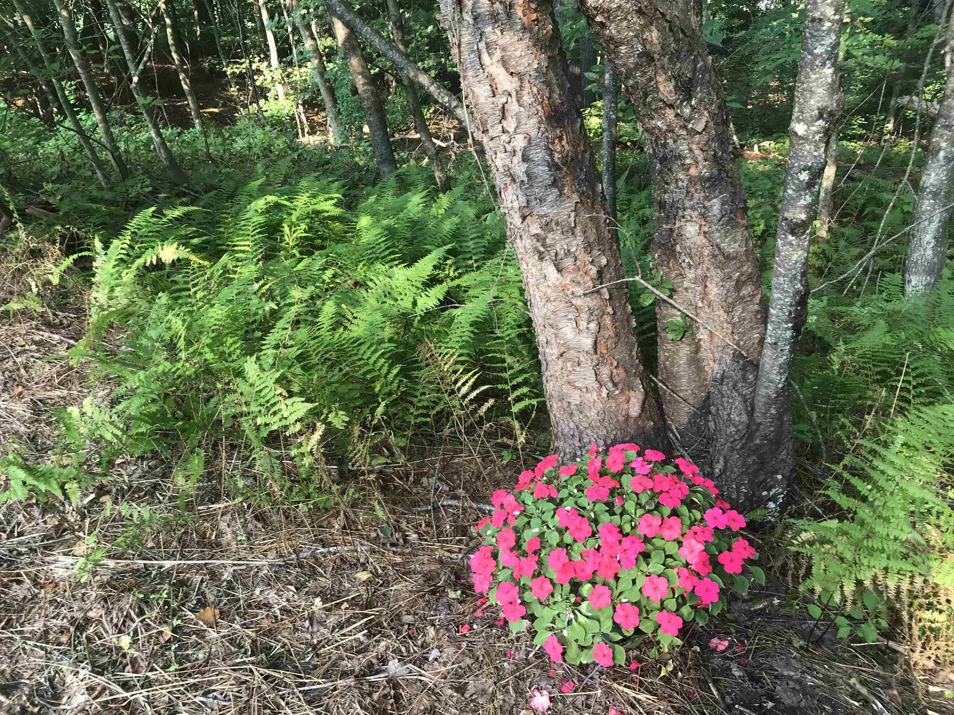 143 Windham Road Pelham NH 03076