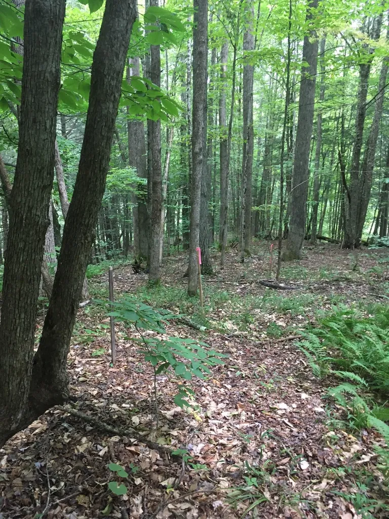 29 Mine Road Strafford VT 05070