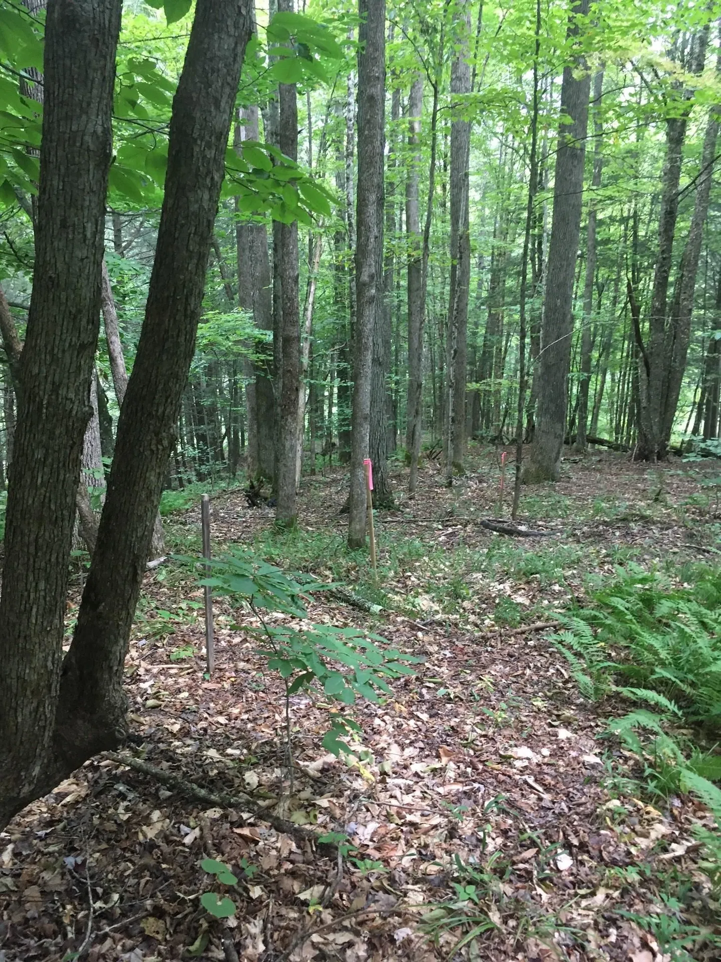 29 Mine Road Strafford VT 05070