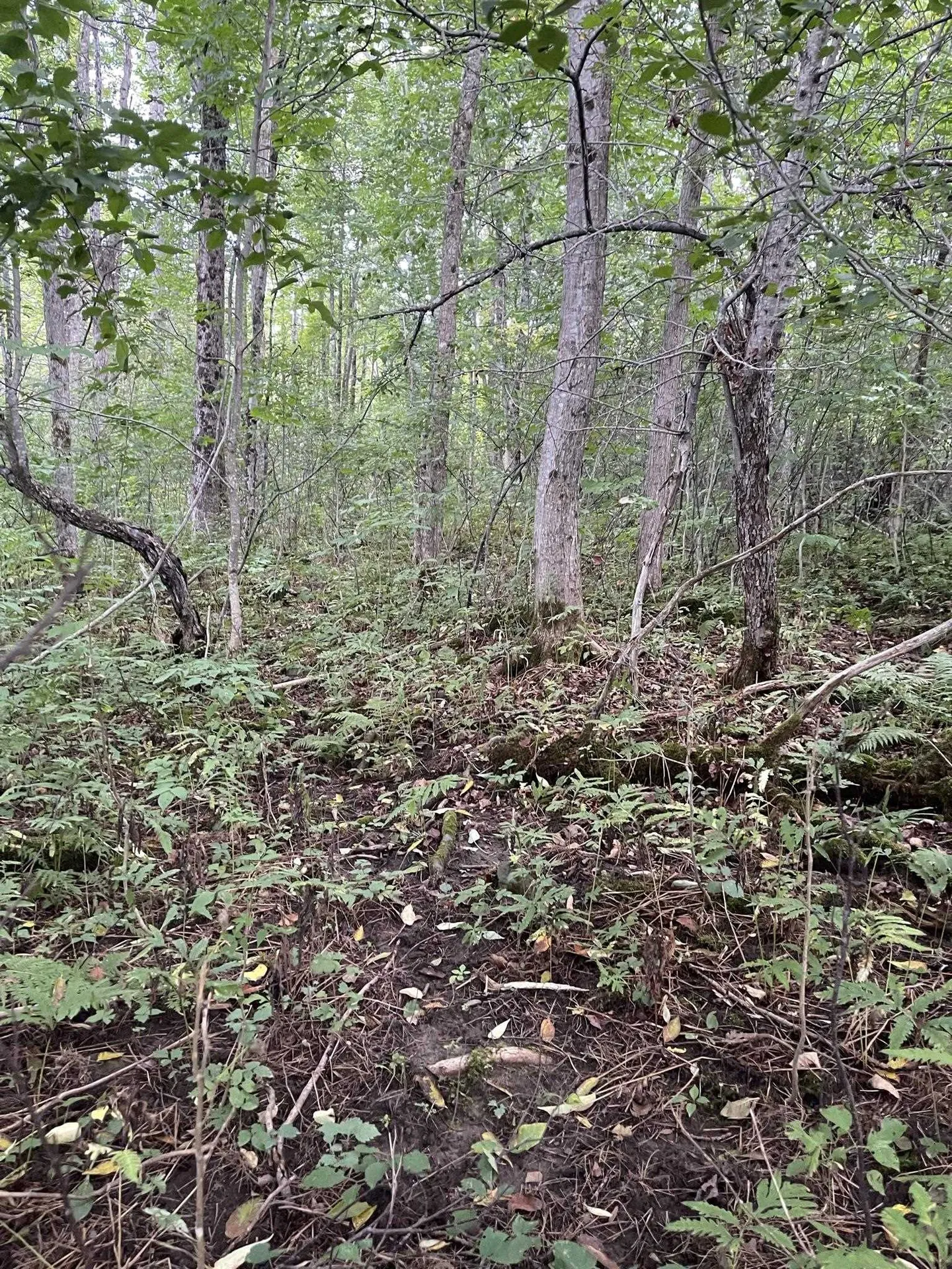 0 Baptist Hill Road Lunenburg VT 05906