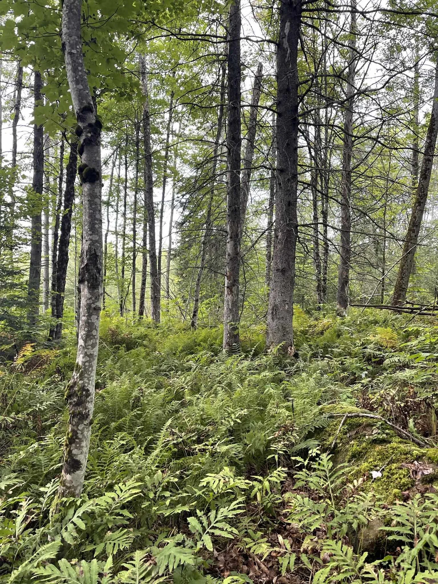 0 Baptist Hill Road Lunenburg VT 05906