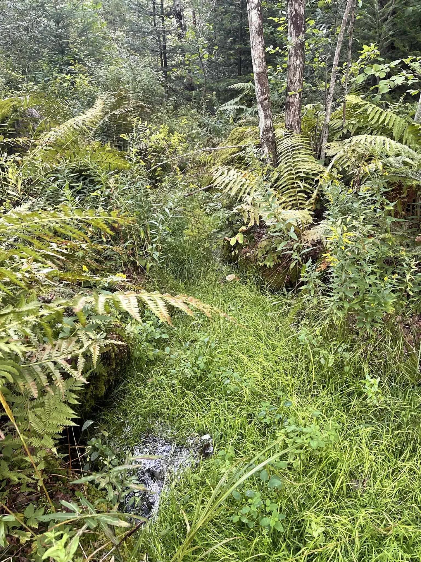 0 Baptist Hill Road Lunenburg VT 05906