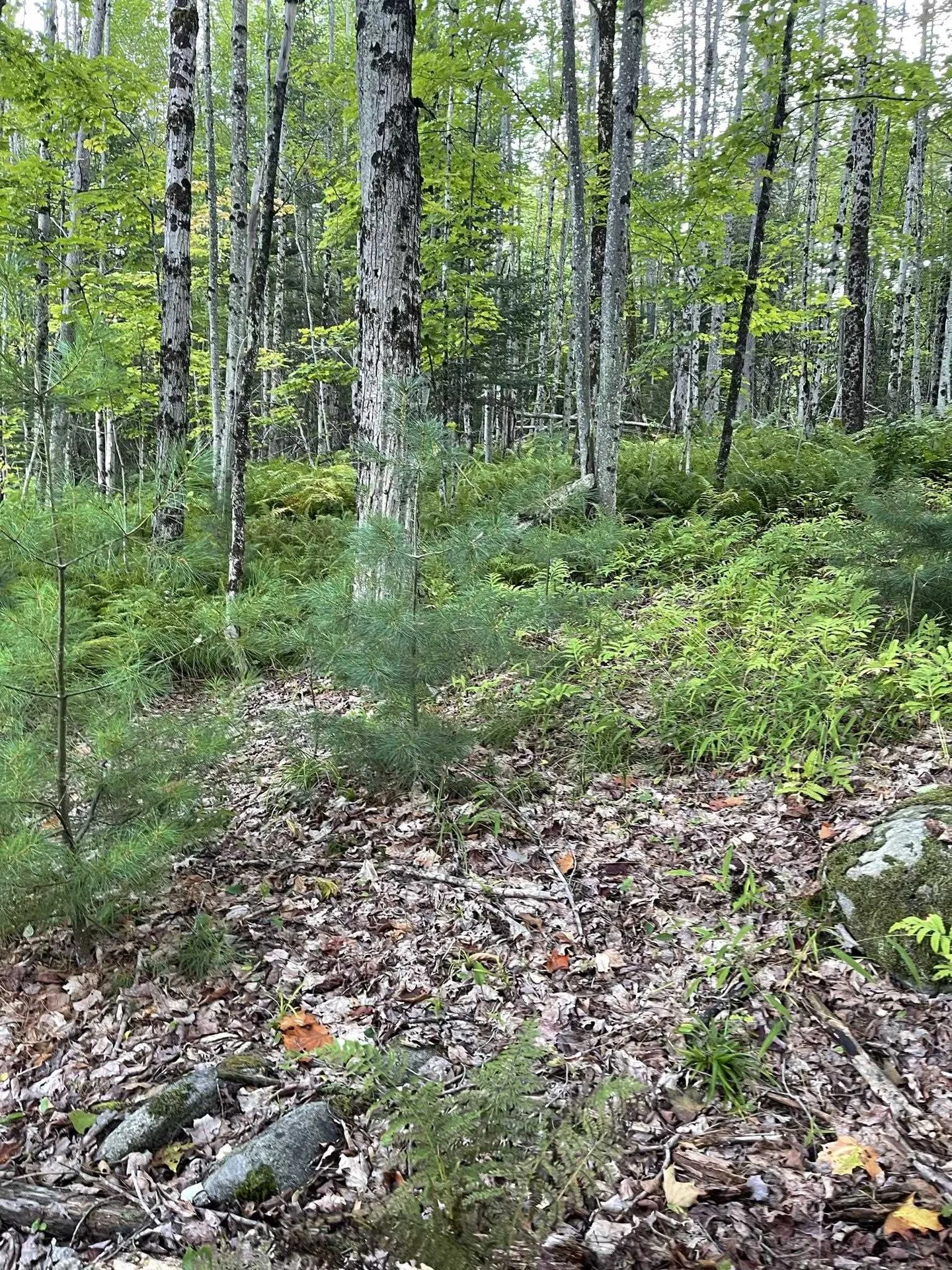 0 Baptist Hill Road Lunenburg VT 05906