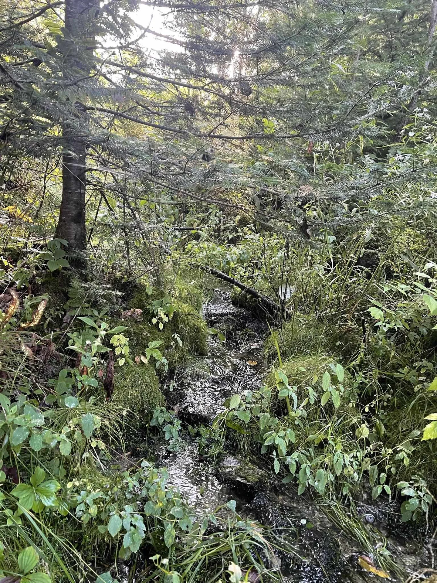 0 Baptist Hill Road Lunenburg VT 05906