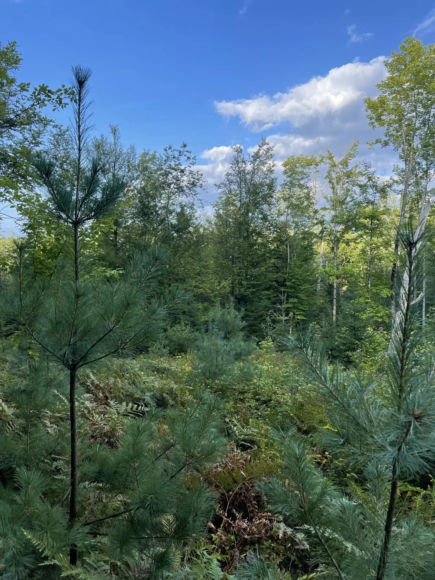 0 Baptist Hill Road Lunenburg VT 05906