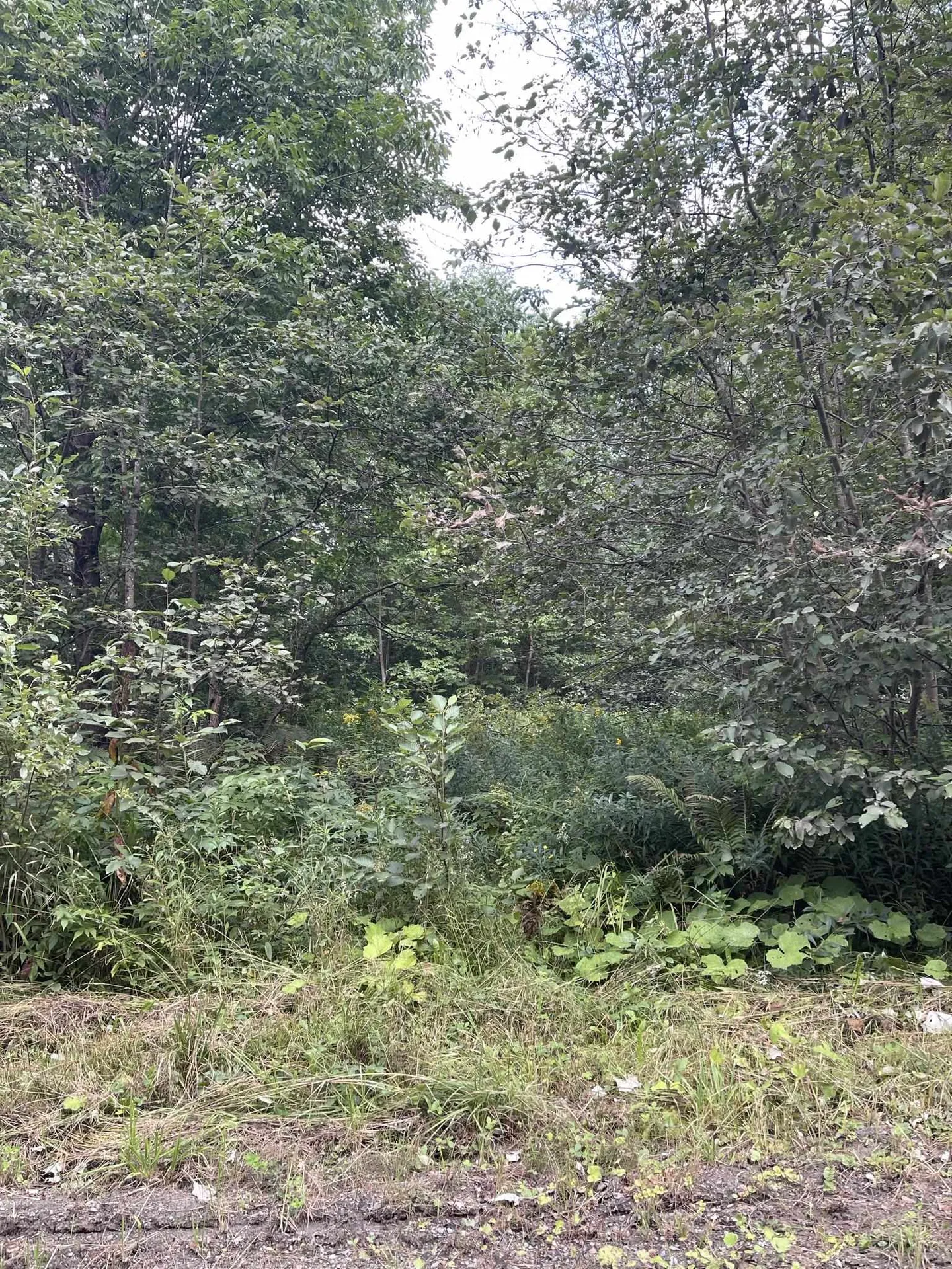 0 Baptist Hill Road Lunenburg VT 05906