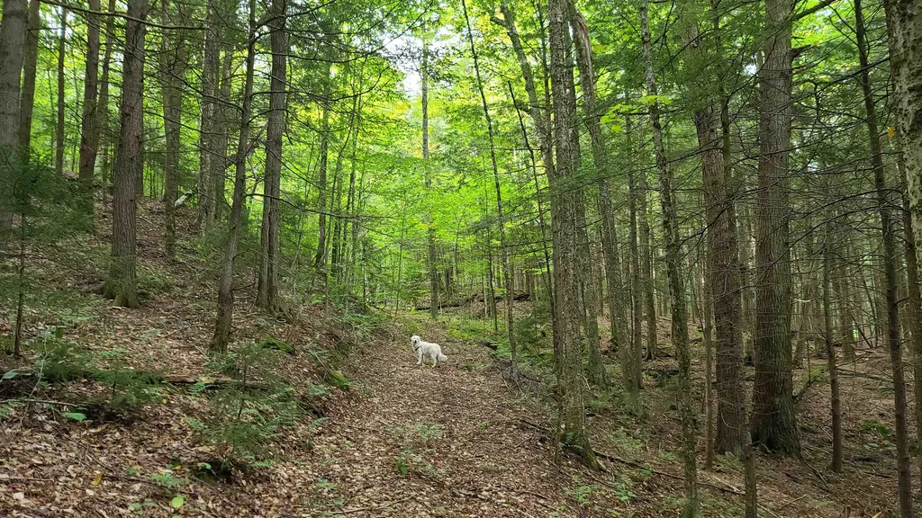 1894 Symonds Mill Road Elmore, VT Real Estate MLS 4883097