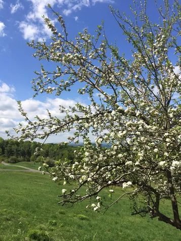 87 Aldrich Farm Road Sharon VT 05065