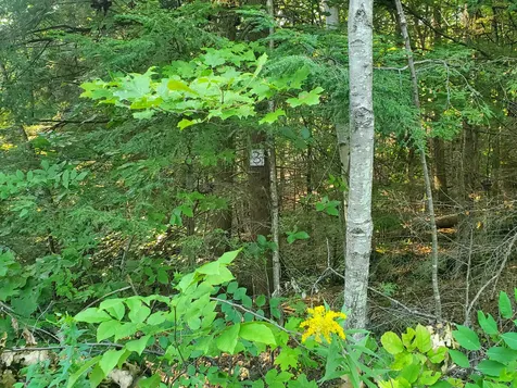 Lot 3 Carriage Road Bridgewater NH 03222