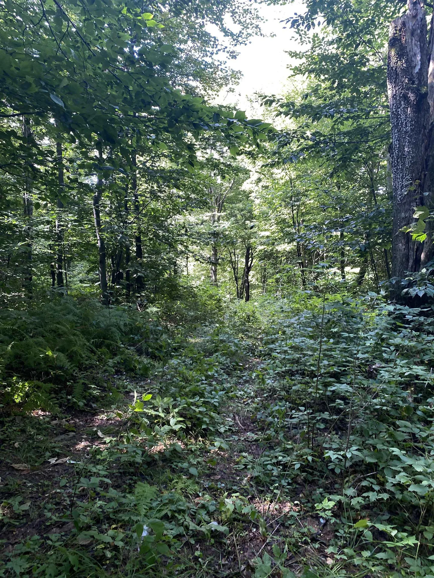 0 Old Gale Hill Road Shaftsbury VT 05262