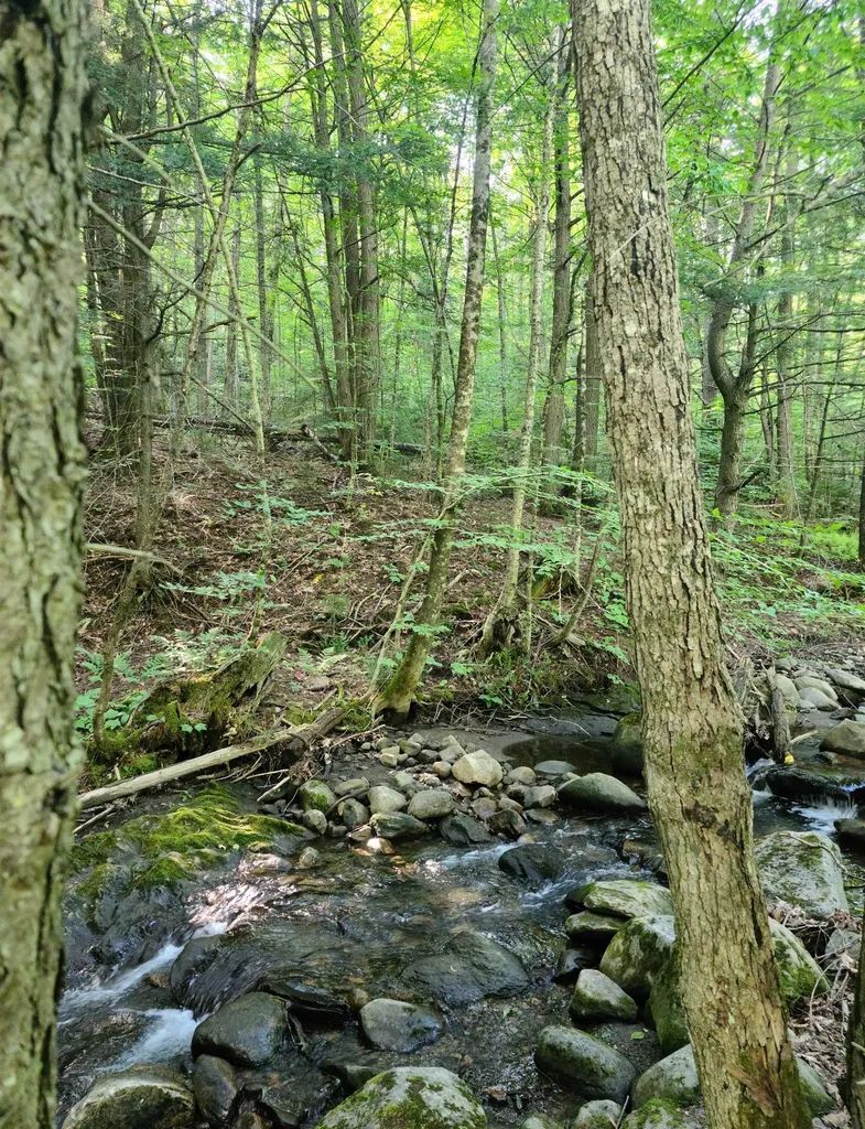 543 Justin Morrill Highway Strafford VT 05072