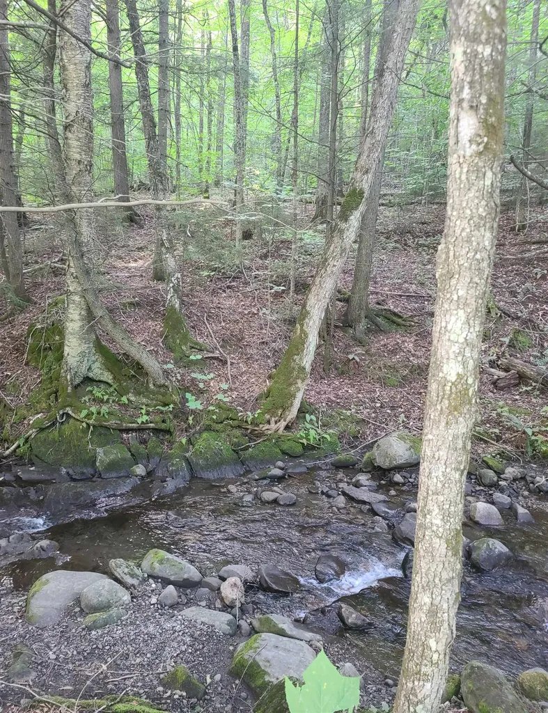 543 Justin Morrill Highway Strafford VT 05072