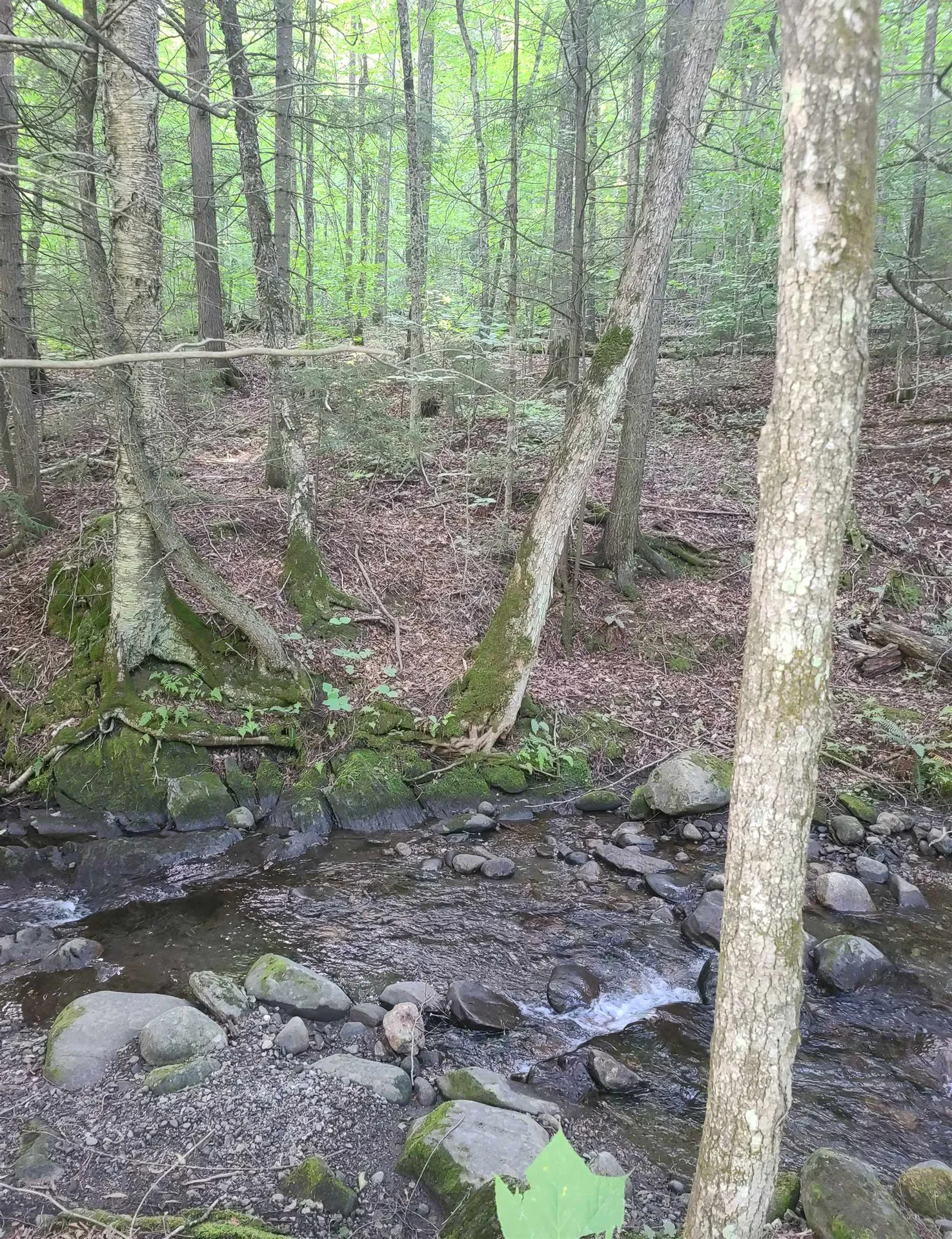 543 Justin Morrill Highway Strafford VT 05072