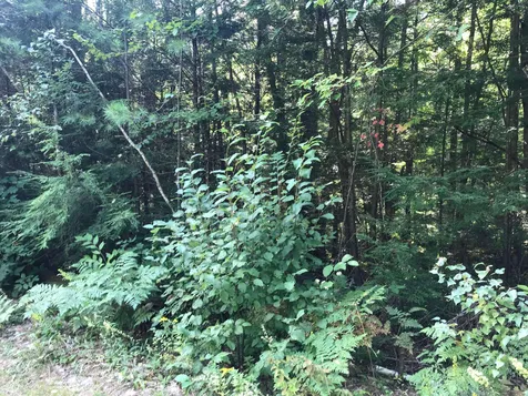 115/7 James Terrace Ossipee NH 03864