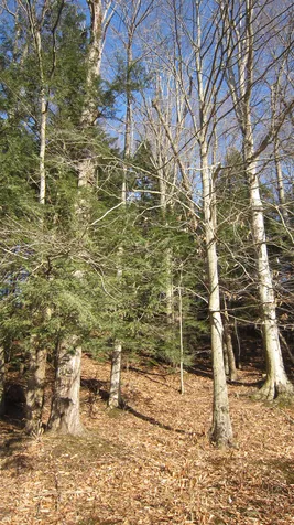 22 Crescent Drive Brattleboro VT 05301