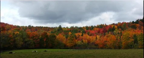 495 Daniels Pond Road Glover VT 05839