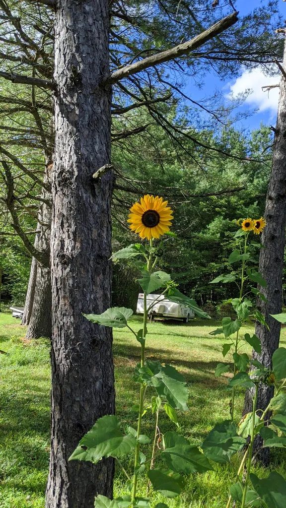 50 Learned Drive Westford VT 05494