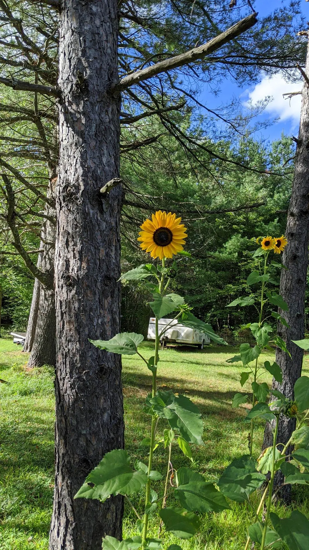 50 Learned Drive Westford VT 05494