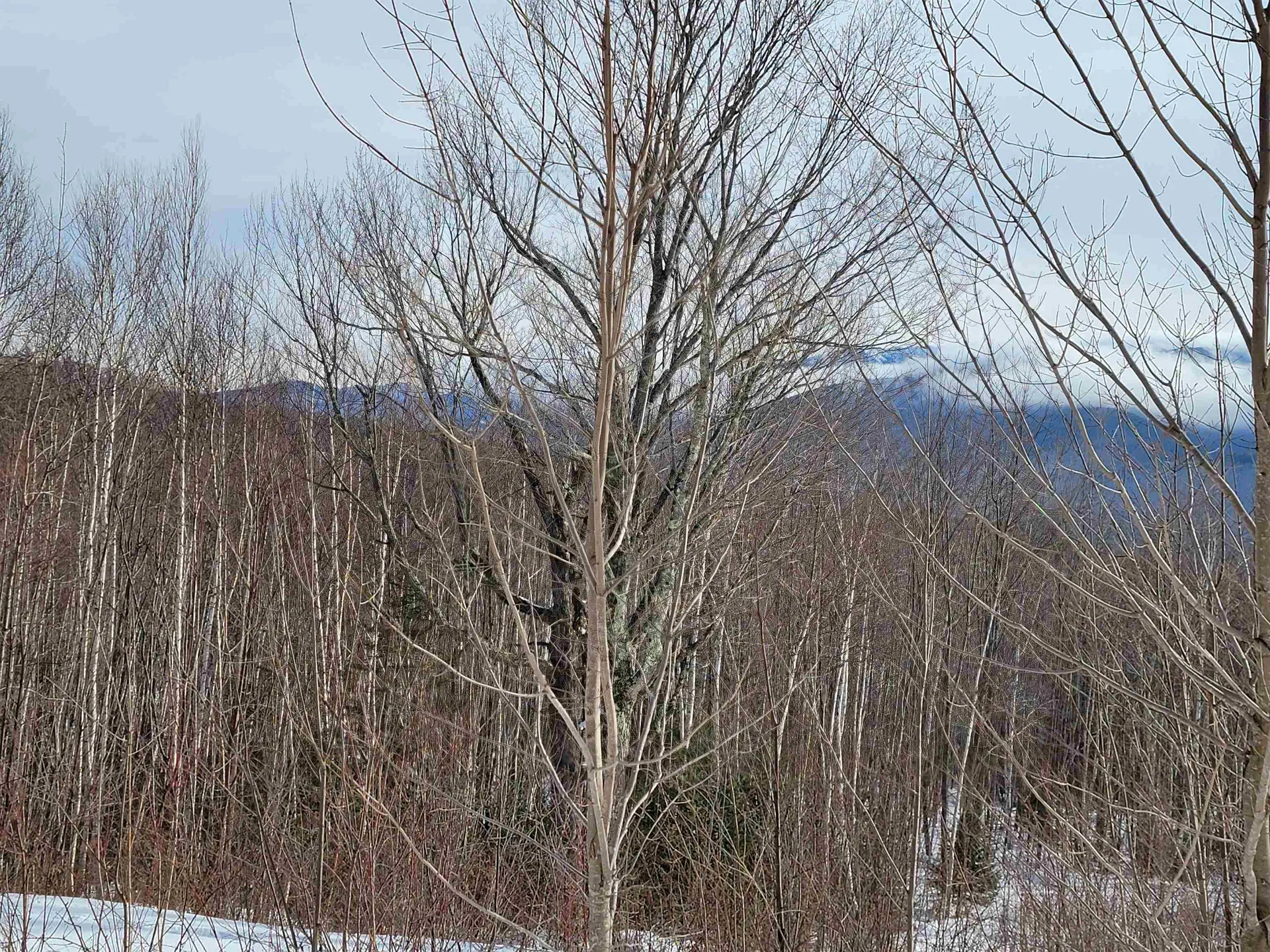 103 North Peak Drive Easton NH 03580