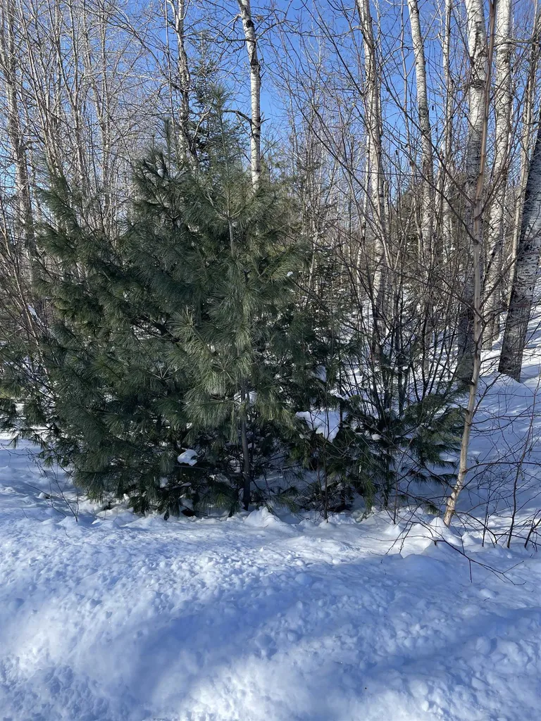11 Hydro Road Bethlehem NH 03574