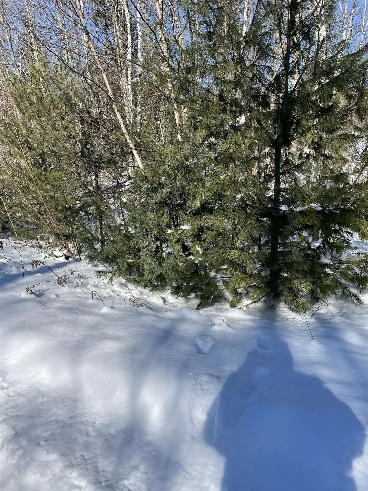 11 Hydro Road Bethlehem NH 03574