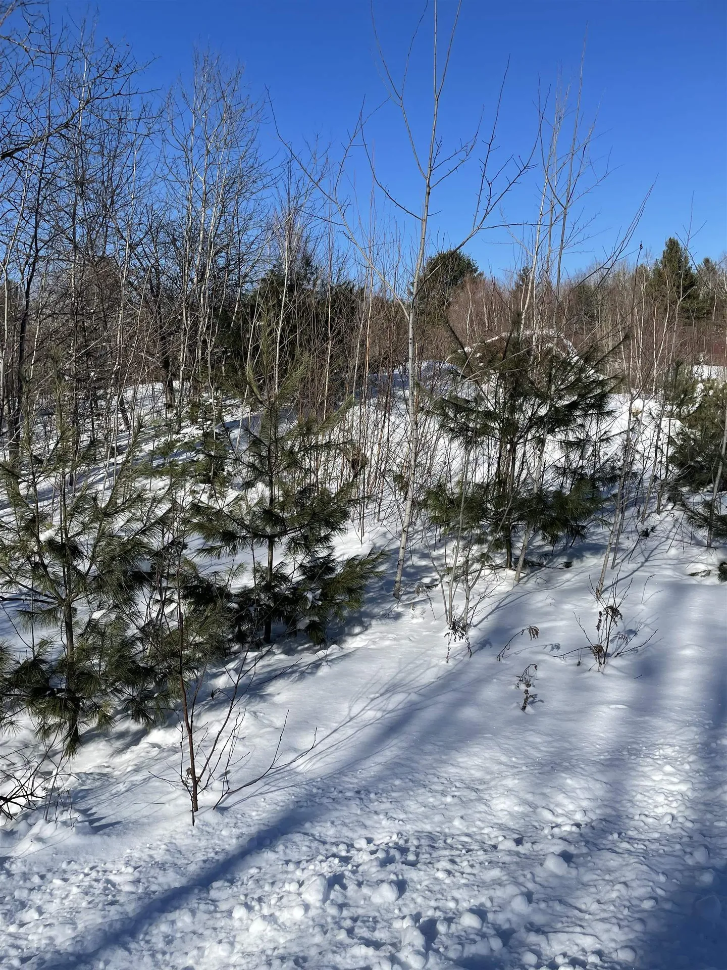11 Hydro Road Bethlehem NH 03574