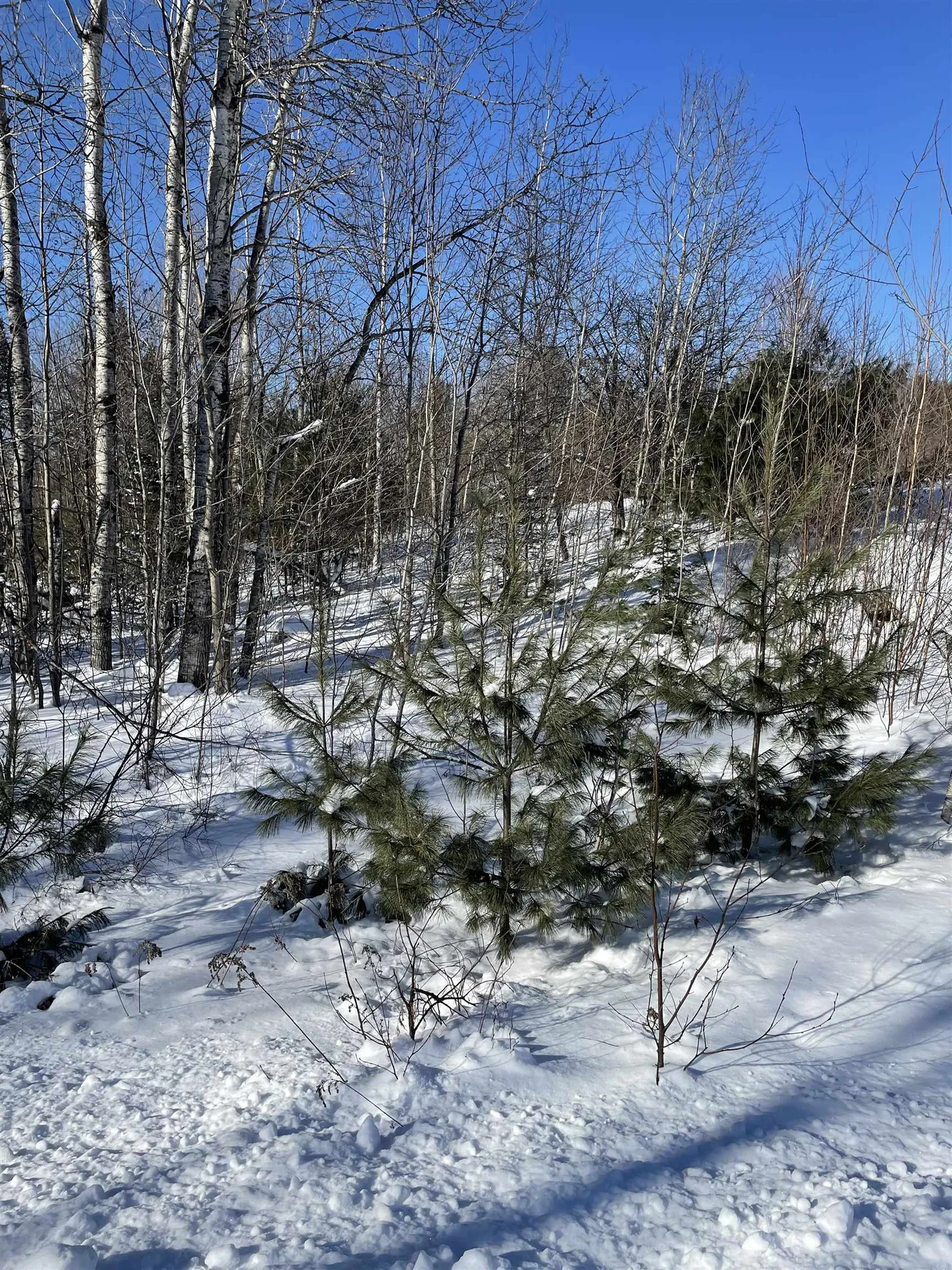 11 Hydro Road Bethlehem NH 03574