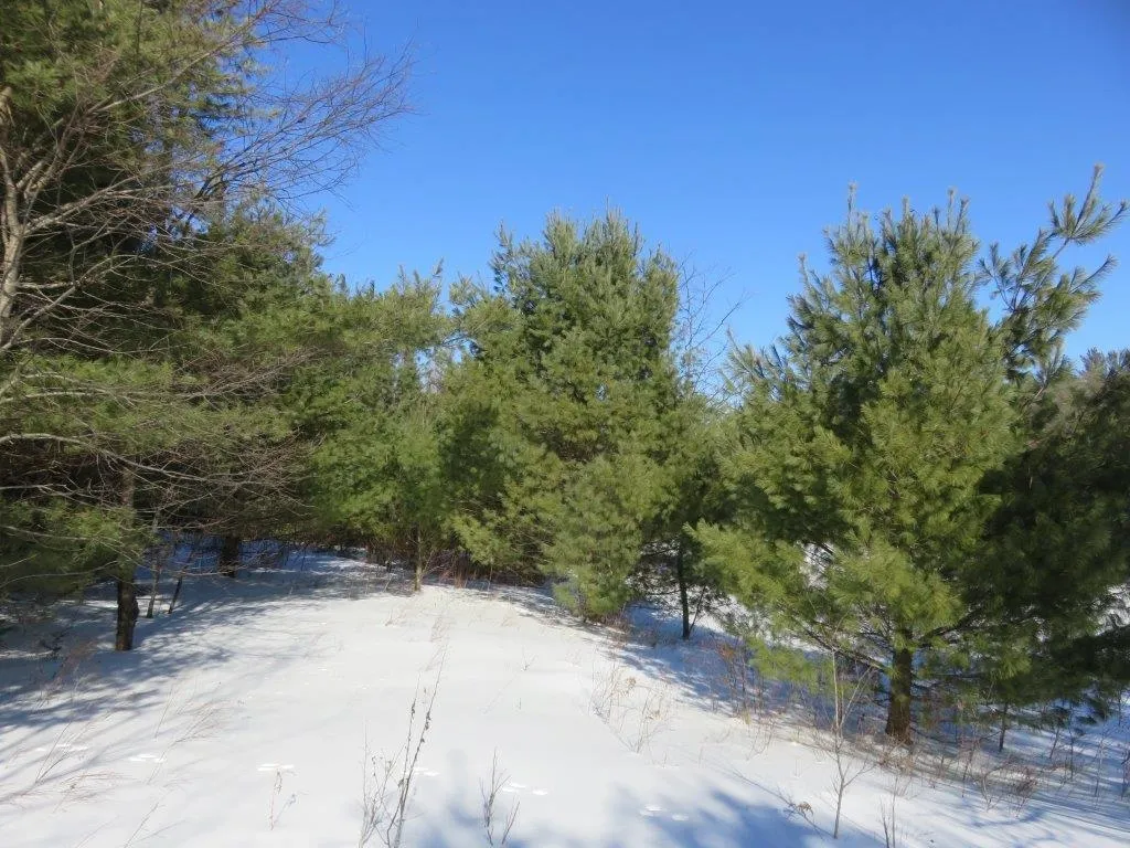 0 Nh Route 118 Canaan NH 03741