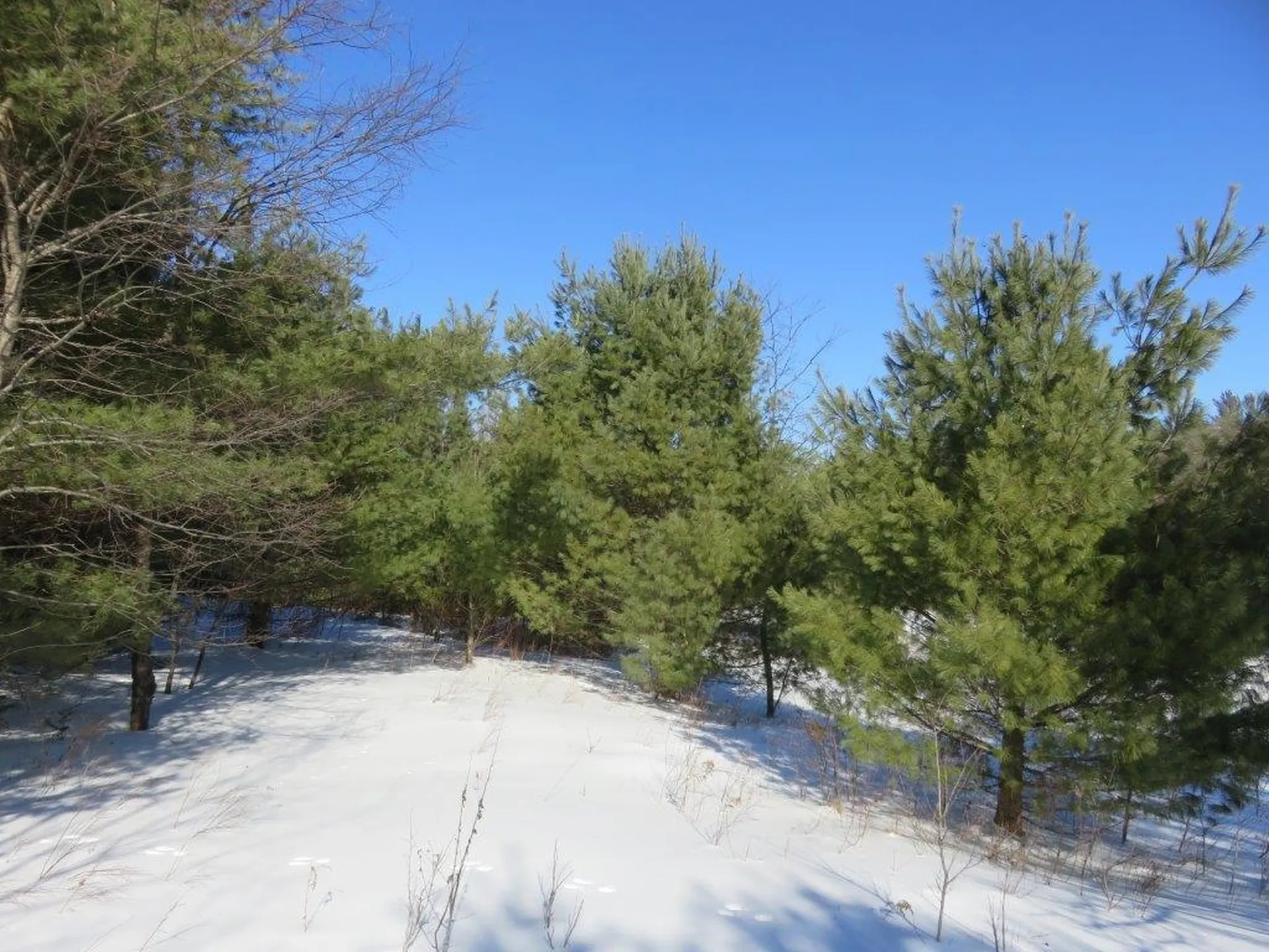0 Nh Route 118 Canaan NH 03741