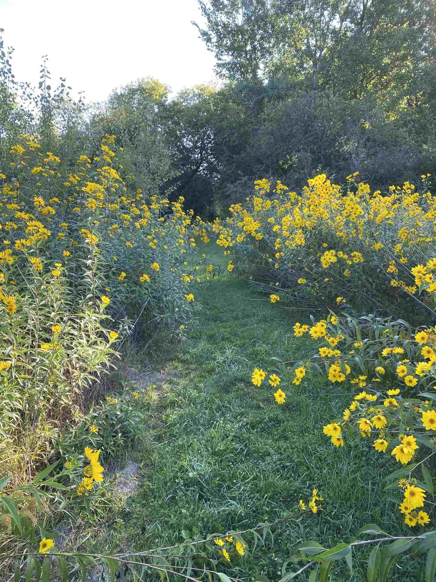 Tbd N. Bingham Street Cornwall VT 05753