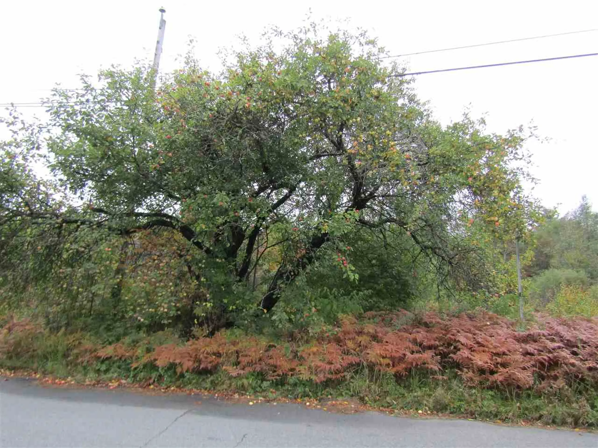 Lot 3 Bog Road Stratford NH 03590