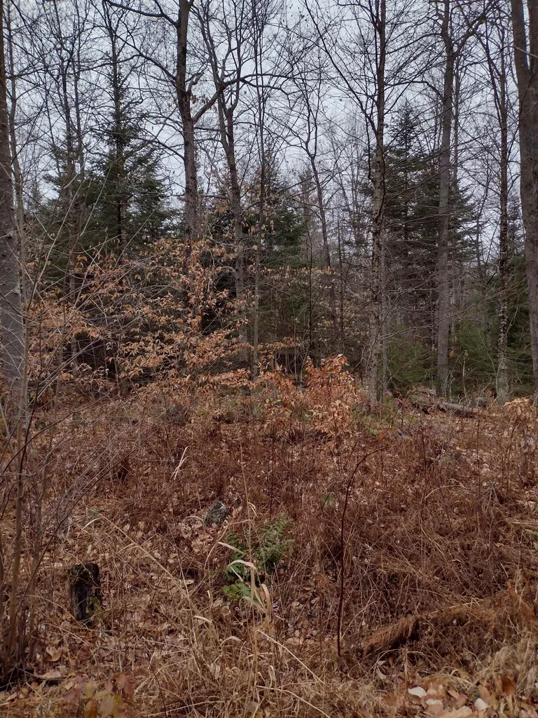 00 Stinson/cross/camp Road Rumney NH 03266