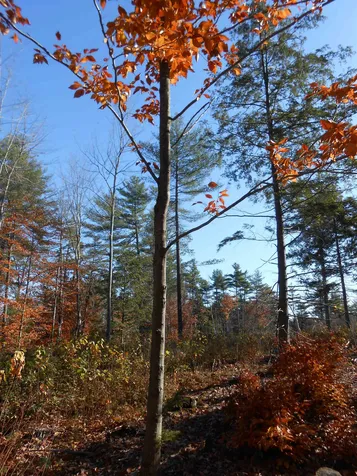 143 Dorrs Corner Road Ossipee NH 03814