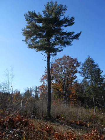 143 Dorrs Corner Road Ossipee NH 03814