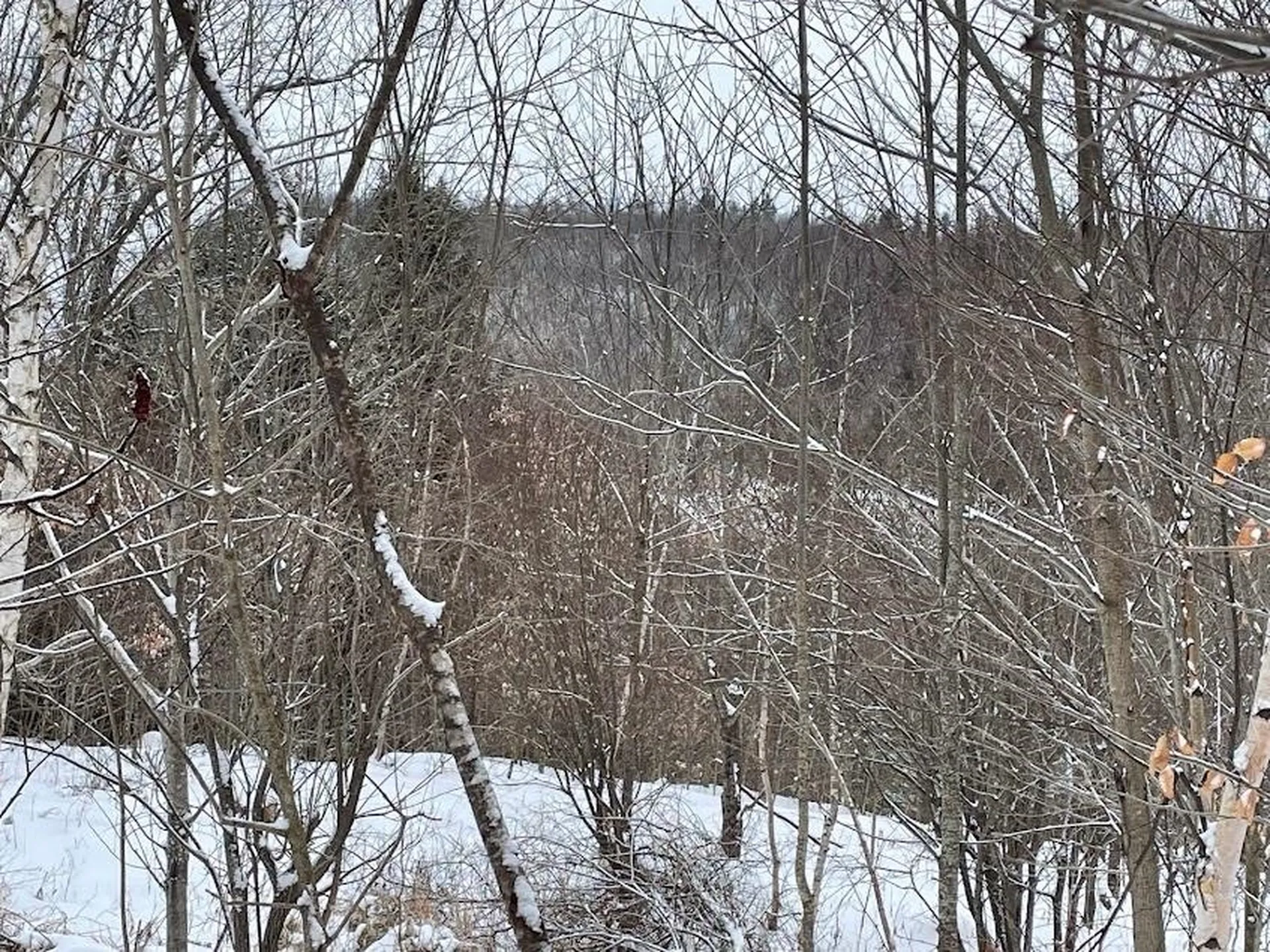 Lot 22 Haverel Lane Haverhill NH 03765
