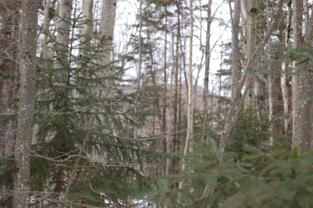 000 Lockwood Brook Road Fayston VT 05673