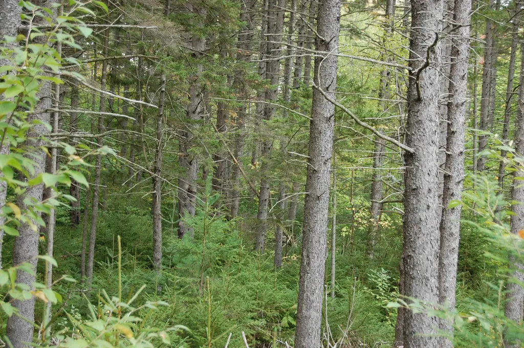 000 Lockwood Brook Road Fayston VT 05673