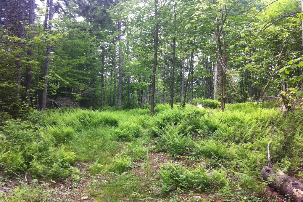 000 Lockwood Brook Road Fayston VT 05673