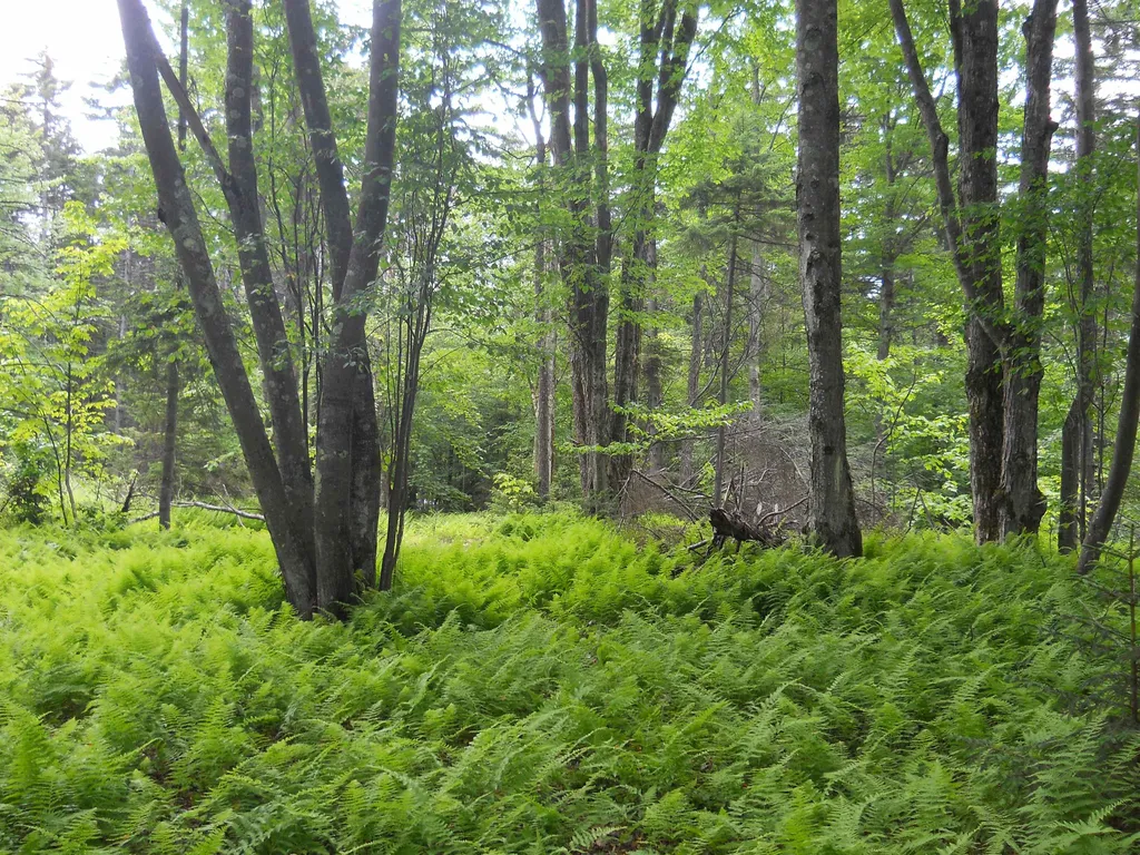 000 Lockwood Brook Road Fayston VT 05673