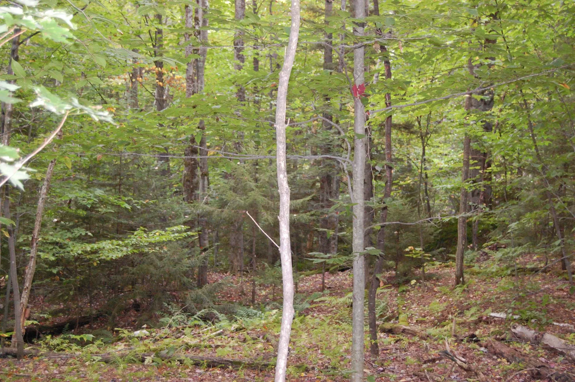 000 Lockwood Brook Road Fayston VT 05673