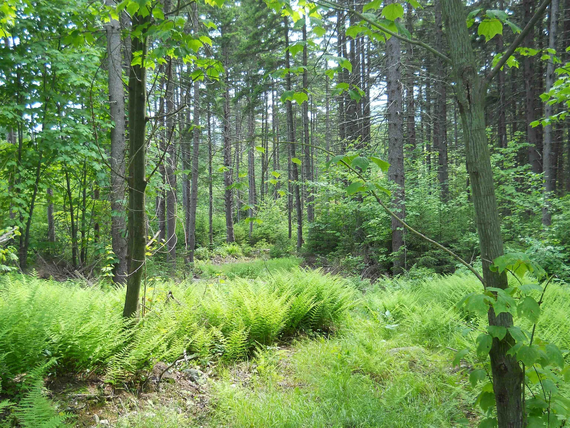 000 Lockwood Brook Road Fayston VT 05673