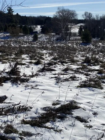 Ridge Road Brookfield VT 05036-0463
