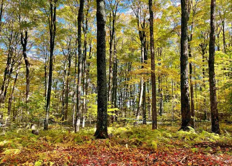 566 Stannard Mountain Road Danville VT 05828