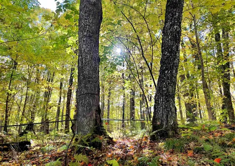 566 Stannard Mountain Road Danville VT 05828