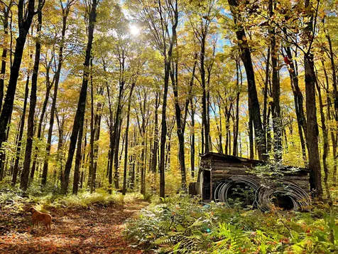 566 Stannard Mountain Road Danville VT 05828