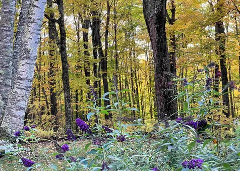 566 Stannard Mountain Road Danville VT 05828
