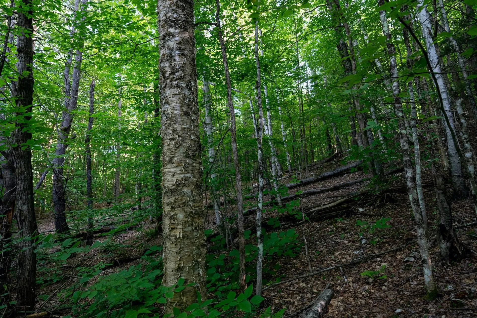 13 Best Road Hartland VT 05089